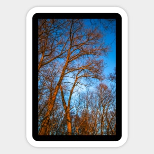 Winter landscape - frosty trees in snowy forest in the sunny morning. Tranquil winter nature in sunlight Sticker